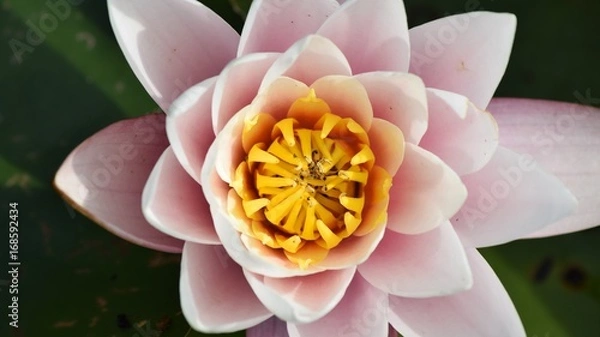 Fototapeta Wasserrose