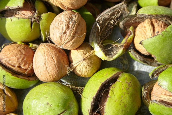Fototapeta Walnut pericarp and nuts displayed together, showcasing vibrant green husks and textured brown shells, highlighting natural beauty and agricultural richness in a close-up composition