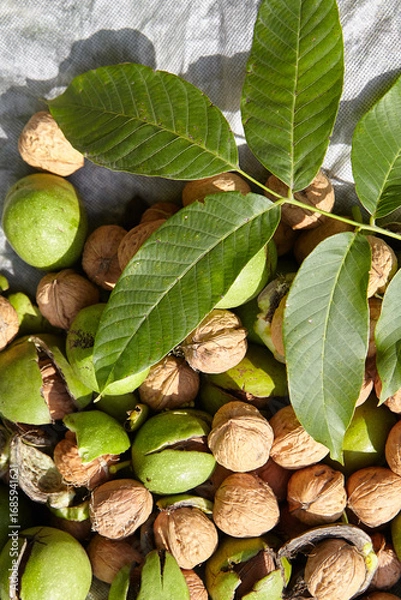 Fototapeta Walnut pericarp and green husks scattered on a textured surface, surrounded by fresh leaves, showcasing the natural beauty and organic elements of walnut harvesting