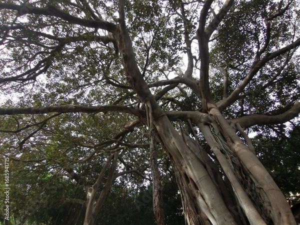 Fototapeta Majestic tree with sprawling branches and textured bark, showcasing vibrant green leaves against a bright sky, creating a serene natural environment with captivating beauty