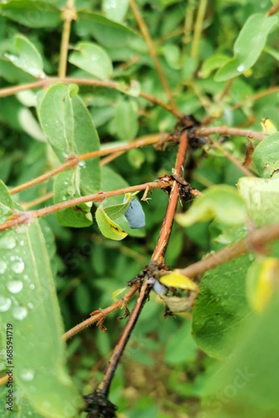 Fototapeta Honeysuckle bush with vibrant green leaves and ripe blue berries, showcasing natural beauty and lush foliage in a serene garden environment with copy space