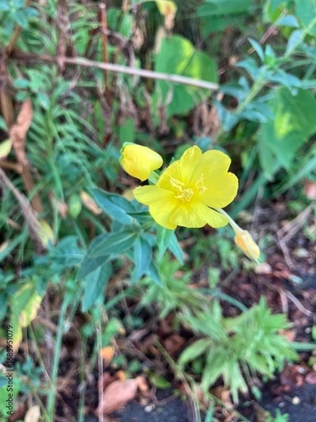 Obraz 畑の脇に咲く黄色の小花