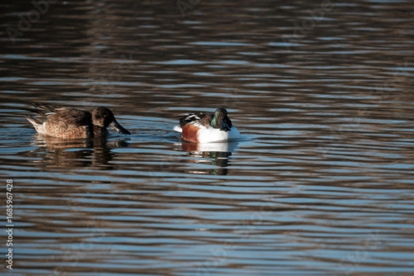 Fototapeta ヘラ状のくちばしを持つハシビロガモ