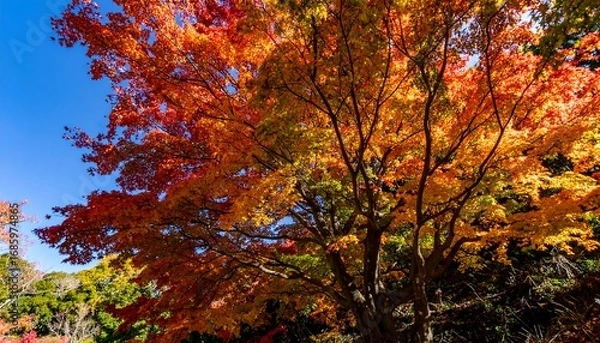 Fototapeta Vibrant autumn foliage of a maple tree against a clear blue sky, showcasing rich orange and red hues.