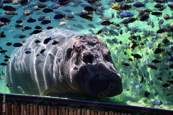 Fototapeta Hipopotam w bioparku