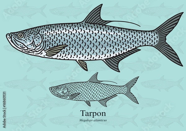 Fototapeta Tarpon. Ilustracja wektorowa dla grafiki w małych rozmiarach. Nadaje się do projektowania graficznego i projektowania opakowań, przykładów edukacyjnych, stron internetowych itp.
