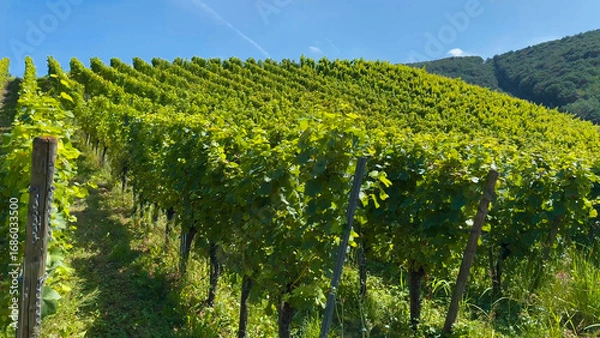 Obraz Grapes grow on the vineyard terraces of the Mosel River Valley. Wine region of Germany.