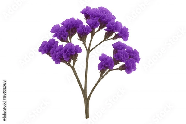 Fototapeta Blooming purple statice flower, vivid petals spreading against clean transparent backdrop, perfect for graphic design compositing