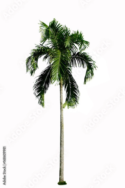 Fototapeta Palm plant tree on white background