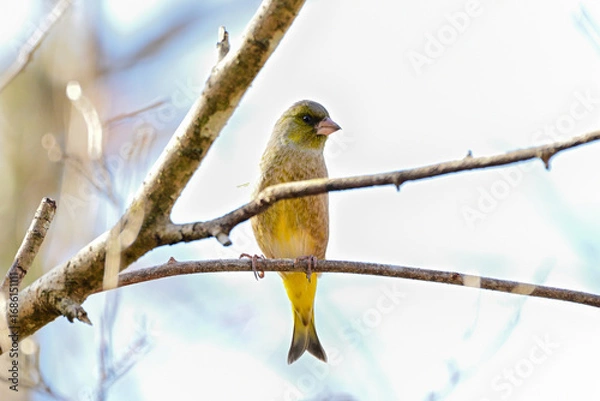 Fototapeta 枝に留まっているカワラヒワ