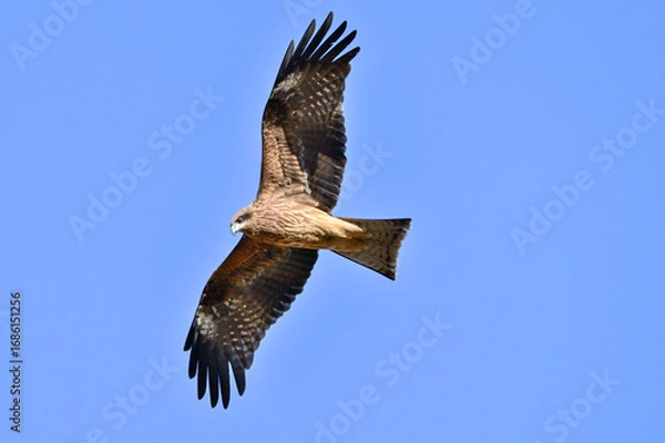 Obraz 空を飛ぶトビ