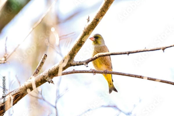 Obraz 枝に留まっているカワラヒワ