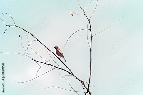 Fototapeta 枝に留まっているベニマシコ