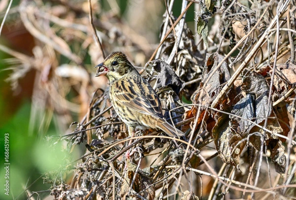 Obraz 草の種を食べいるアオジ