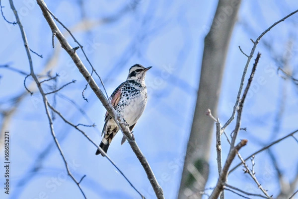 Fototapeta 枝に留まっているツグミ