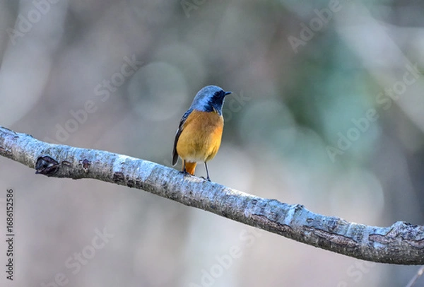 Obraz 枝に留まっているジョウビタキ