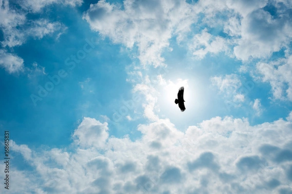 Obraz Silhouette Steppe eagle flying in cloudy sky