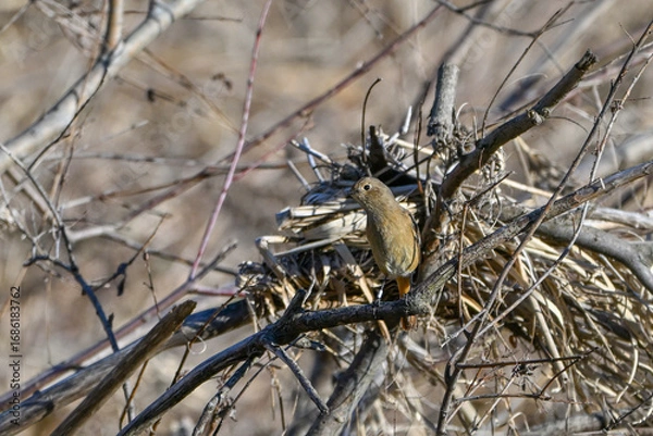 Fototapeta 枯木に留まっているジョウビタキの雌