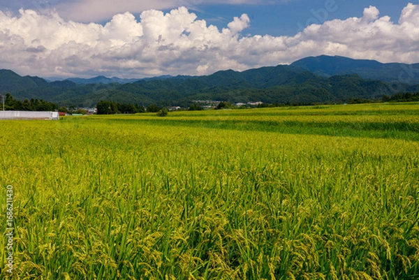 Obraz 夏空の下に広がる気持ちいい喜多方地方の田園風景