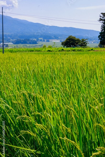 Obraz 夏空の下に広がる気持ちいい喜多方地方の田園風景