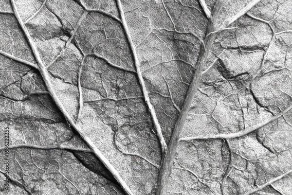 Fototapeta Close-up grayscale of leaf veins, textured surface