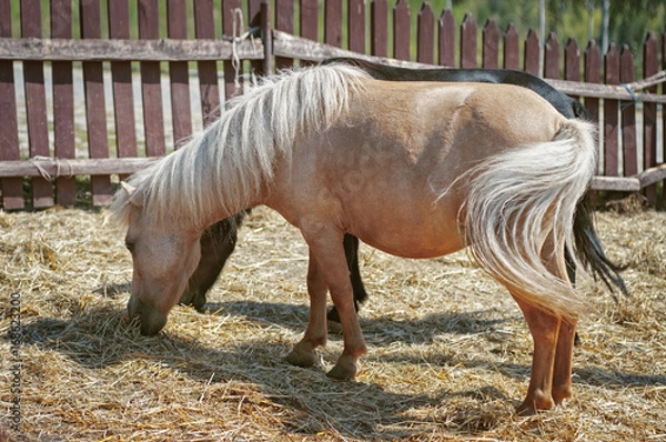 Fototapeta Two little ponies