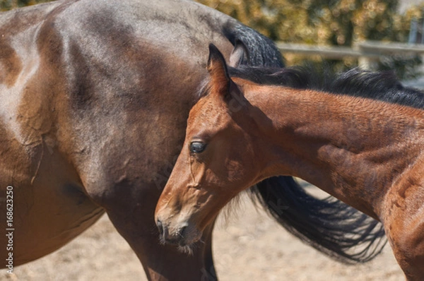 Fototapeta Little foal portrait
