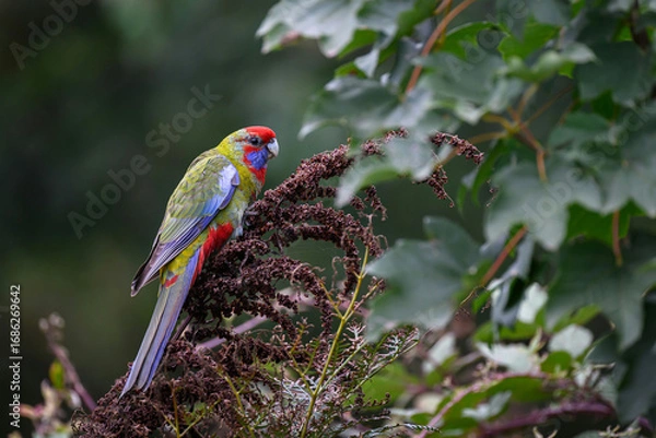 Fototapeta rainbow lorikeet on a branch