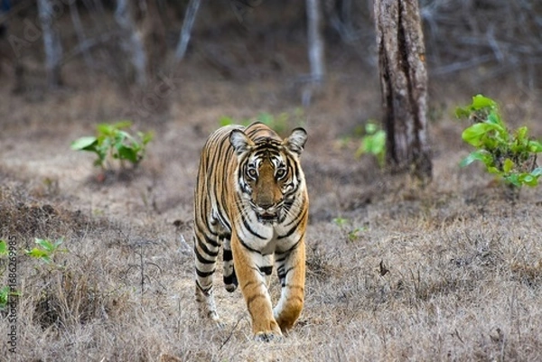 Fototapeta tiger in the zoo