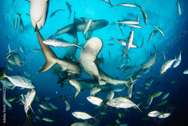 Fototapeta Reef shark feeding frenzy