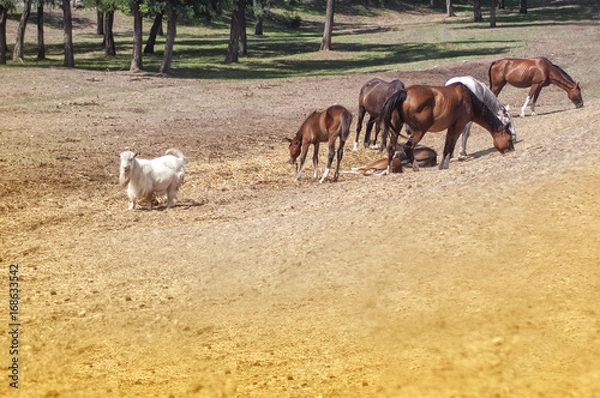 Fototapeta Horses and goat