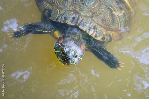 Obraz ミシシッピアカミミガメ