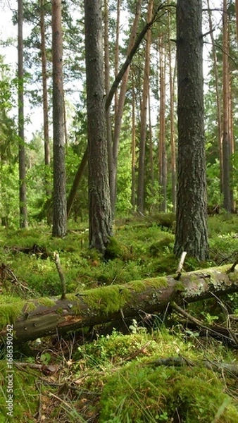 Fototapeta Lush green forest floor carpeted in moss and fallen logs, showcasing tall pine trees.