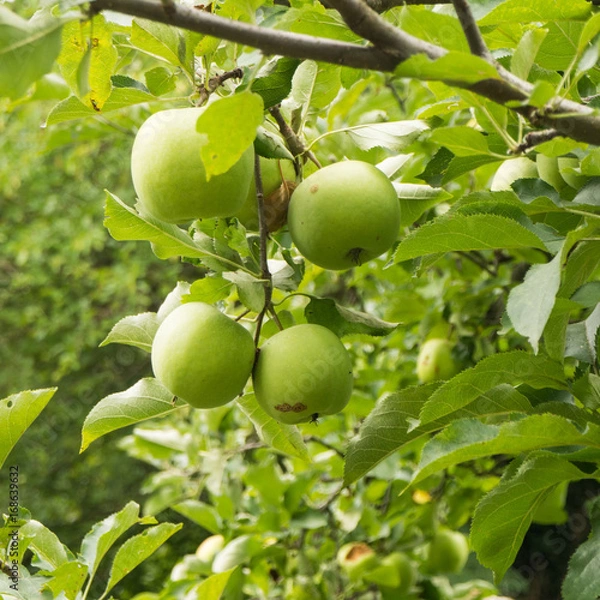 Fototapeta Branch with green apples