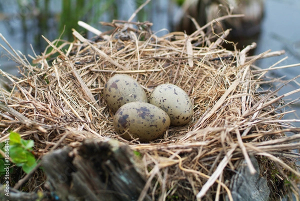 Obraz Nest with Cardinal Egg