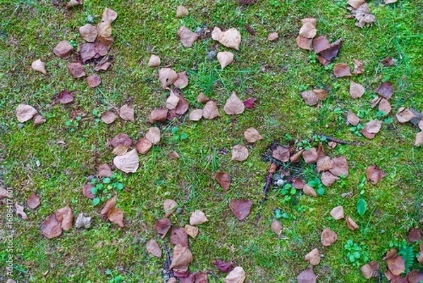 Fototapeta 苔の上の落ち葉