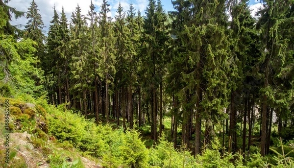 Fototapeta Lush forest canopy on a hillside