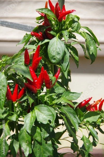 Obraz 家庭菜園でトウガラシの栽培