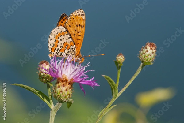 Fototapeta Farfalla su un fiore