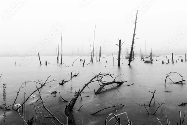 Obraz Schwennigen Moos