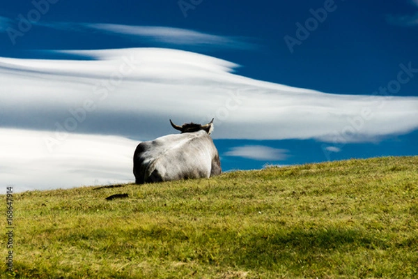 Obraz Kuh mit Aussicht