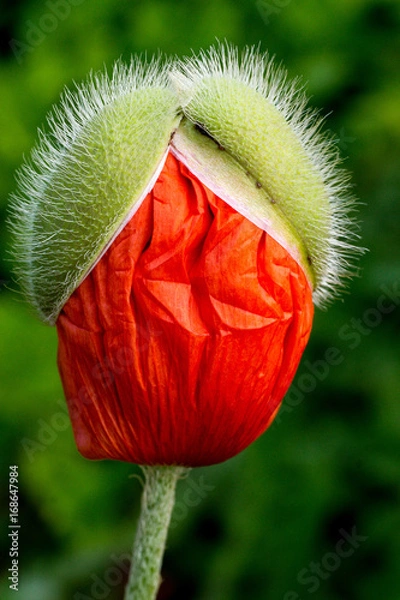 Obraz Mohnblume erwacht