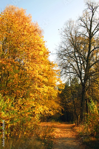 Fototapeta solar autumn day.