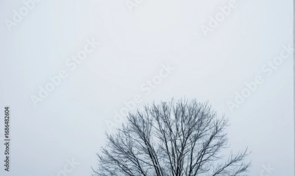 Fototapeta Leafless tree stands alone against a soft gray sky, showcasing intricate branches and a serene atmosphere, evoking feelings of solitude and reflection in nature	