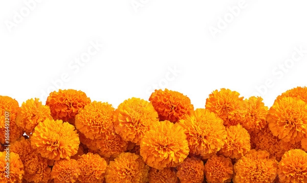Obraz Close-up of vibrant orange marigold flowers in a dense cluster, forming a horizontal border against a black background