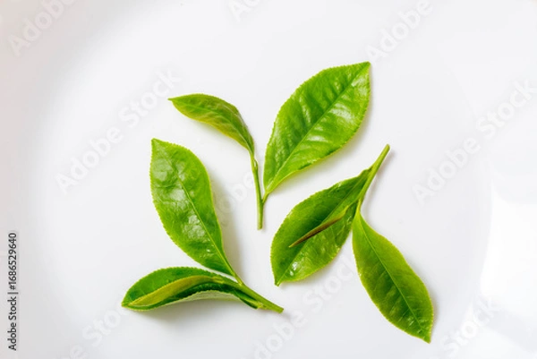 Obraz 茶葉　生のお茶の葉　スタジオ撮影　白バック