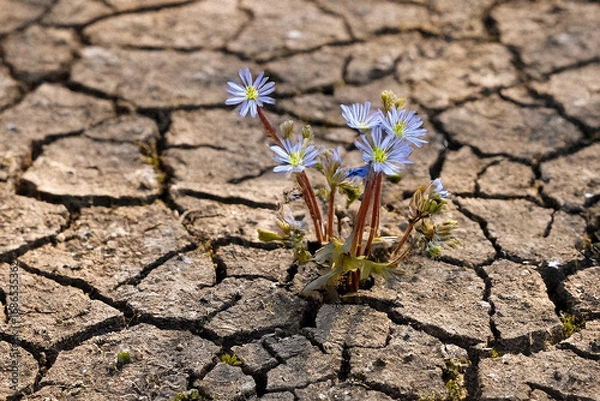 Obraz flower in the desert