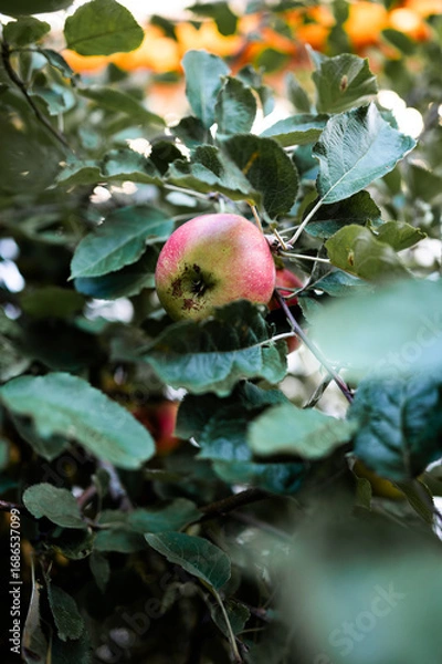 Fototapeta Apfel auf dem Baum, rot-grüne Apfel zwischen Blättern