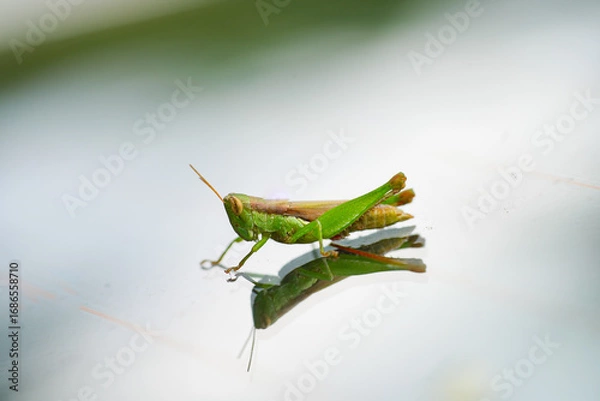Obraz Grasshopper reflection on glass, surface with grasshopper reflection clearly seen, grasshopper reflection captured in macro