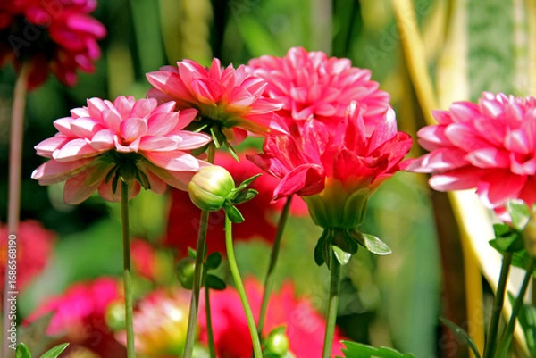 Fototapeta FRONT VIEW OF COLORFUL DAHLIA FLOWERS